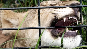 Un leu de la gradina zoologica a tras in cusca sa o fetita de 4 ani