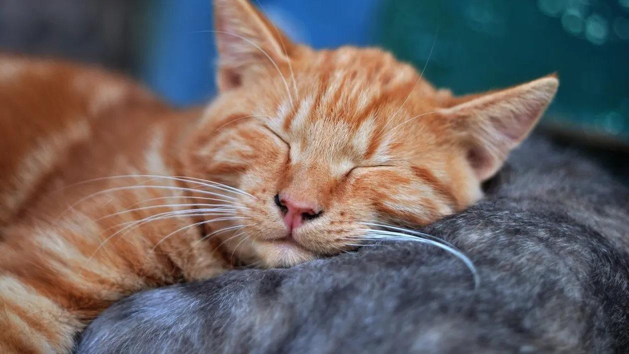 Cum să scapi de părul de pisică