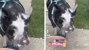 Nu e un banc! Cel mai neobișnuit record mondial, obținut de un…porc! Câți metri a mers pe skateboard