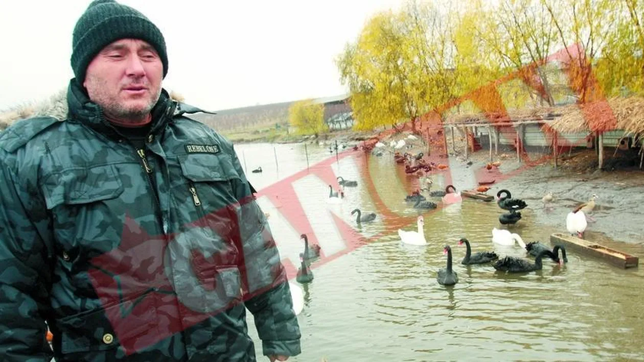 Lebedele din Capitala, in vacanta la Lehliu