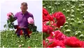 Afacerea cu care un străin are un succes nebun în România. Cultivă o plantă ocrotită de lege, un singur fir se vinde cu 20 de lei
