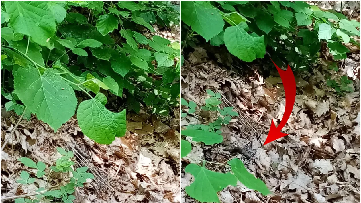 Panică pentru un grup de turiști din Băile Herculane! Au dat nas în nas cu o viperă cu corn. Sancțiuni dure pentru cei care ucid specia