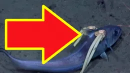 O creatură BIZARĂ, găsită pe fundul oceanului! Dar ce este?