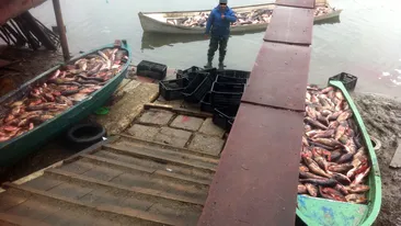 Au “golit” Herastraul de peste! Uite cate barci si-au umplut cativa baieti descurcareti!