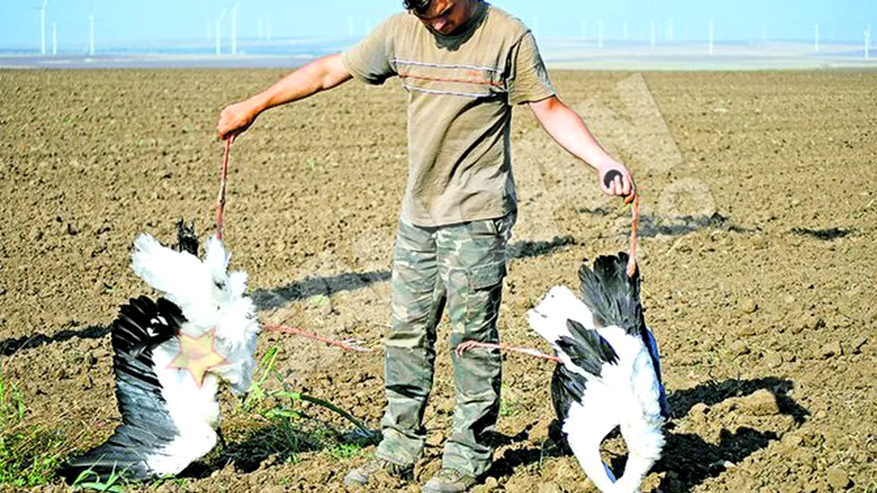 Descoperire macabra in Dobrogea! Pasari moarte in parcuri eoliene