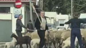VIDEO FABULOS. Gigi Becali și-a scos oile la plimbare! Latifundiarul a blocat traficul în Pipera