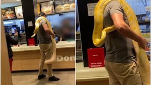 VIDEO FABULOS | Apariție de infarct la McDonald’s! Un român a venit cu un piton uriaș pe umăr, ca să își cumpere McPuișor: „Nici soacrele nu mai sunt ce au fost”