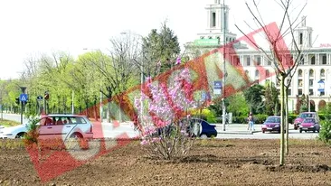 Romanii au furat magnoliile plantate pentru Bush si Putin