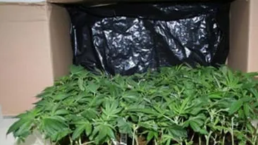 Au renuntat la baie pentru a cultiva canabis! Doi barbati au fost arestati dupa ce s-au gasit 52 de ghivece cu planta interzisa in apartamentul lor