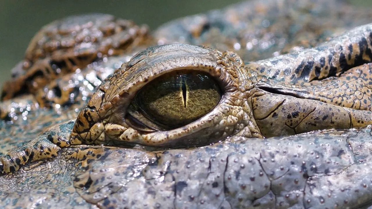 eye-6595965_1280 