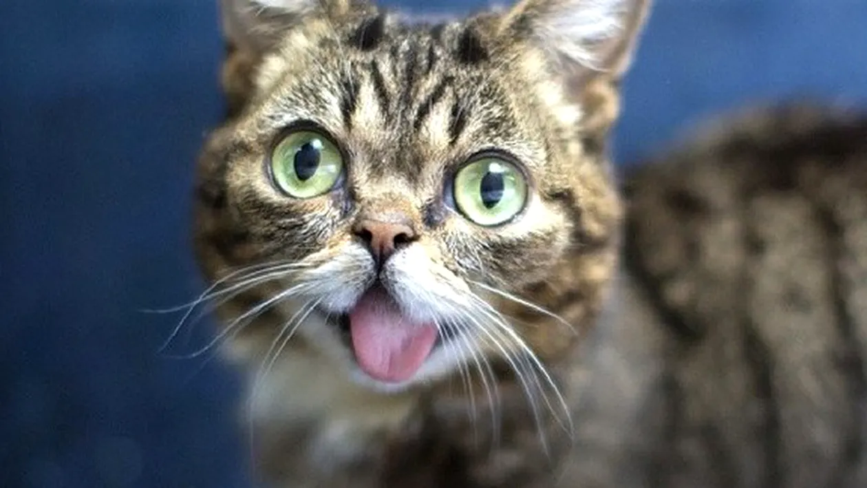 Cum a murit Lil Bub, una dintre cele mai celebre pisici din lume