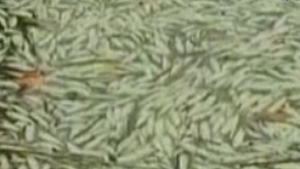 VIDEO Mii de pesti morti pe coasta Braziliei! Nimeni nu stie ce i-a ucis