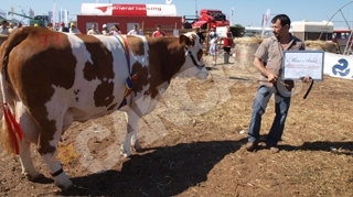 Vaca austriaca Dolly este Miss Arad 2011
