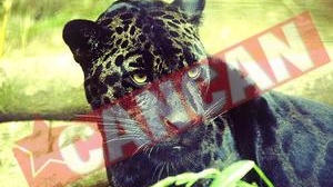 Jaguarul Bety va completa "colectia" Muzeului Antipa