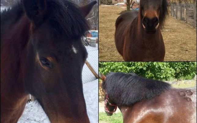 Aleră în Drăgăneşti după ce iapa Tania a fost furată. Proprietarii oferă recompensă şi au creat o pagină de Facebook cu semnalmentele şi pozele animalului