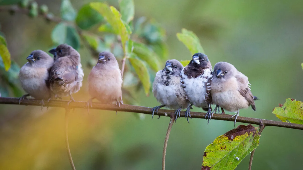 Oamenii și animalele au gusturi similare. Ce sunete din natură ni se par „frumoase”, potrivit unui nou studiu