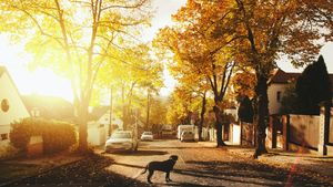 Satul în care toți cei 6.000 de locuitori stau pe aceeași stradă. Imaginea a devenit virală în întreaga lume