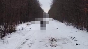 VIDEO Aparitie crepusculara pe un drum forestier din Romania! Ce a surprins pe camere un vanator, a uimit pe toata lumea
