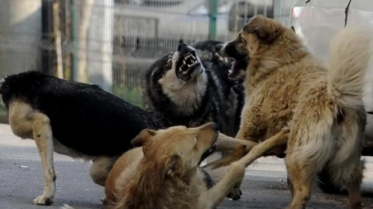 Copil de 9 ani, sfâșiat de maidanezi, în Grădina Publică din Bârlad, chiar sub ochii mamei!