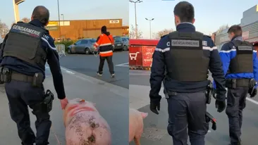 De-a râsu'-plânsu'! Ce s-a întâmplat cu un porc pe care românii se pregăteau să îl taie pentru sărbători. Oamenii legii au intervenit imediat