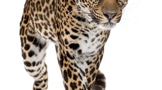 15 nepalezi au fost arestati dupa ce au mancat un leopard!