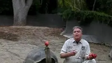 VIDEO O broasca testoasa poate jongla cu un mar mai bine decat un circar!