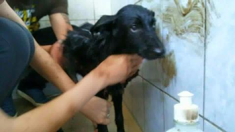 FOTO! Un căţel a fost salvat de medicii veterinari, după ce a fost găsit într-o groapă cu smoală