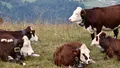 Țara unde vacile sunt mai multe decât locuitorii. Animalele sunt cu aproape 20 de milioane mai multe decât oamenii