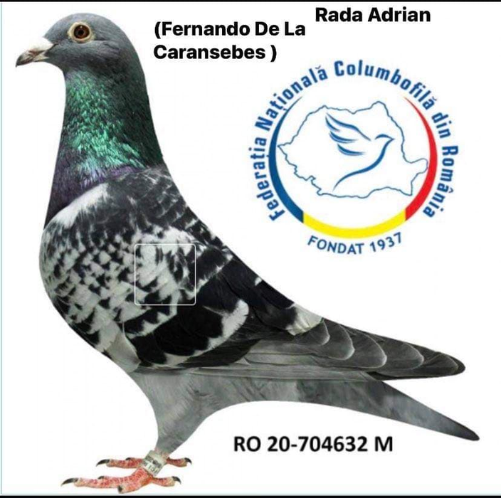 Fernando de la Caransebeș și-a scos la licitație porumbelul preferat! Îl cheamă Fernandel și vrea pe el un milion de euro!