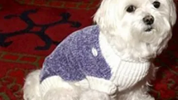 Un caine milionar in dolari a murit intr-un centru luxos din Florida