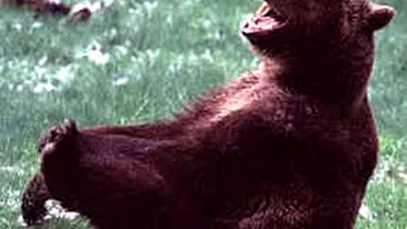 Cea mai tare gluma EVER! Piti a anuntat ca vrea sa convoace doi ursi din Dambovita la Nationala - Vezi continuarea dementiala a bancului colosal de pe Facebook