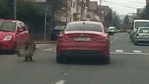 Gestul şocant făcut de o româncă! A legat un câine de maşină şi l-a tras după ea