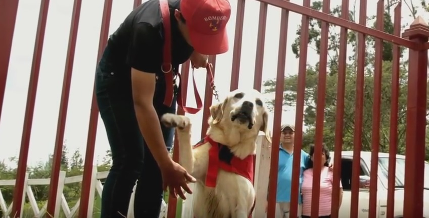 EMOŢIONANT. Un câine care a salvat şapte oameni de sub dărâmături, în urma cutremurului din Ecuador, a murit de epuizare