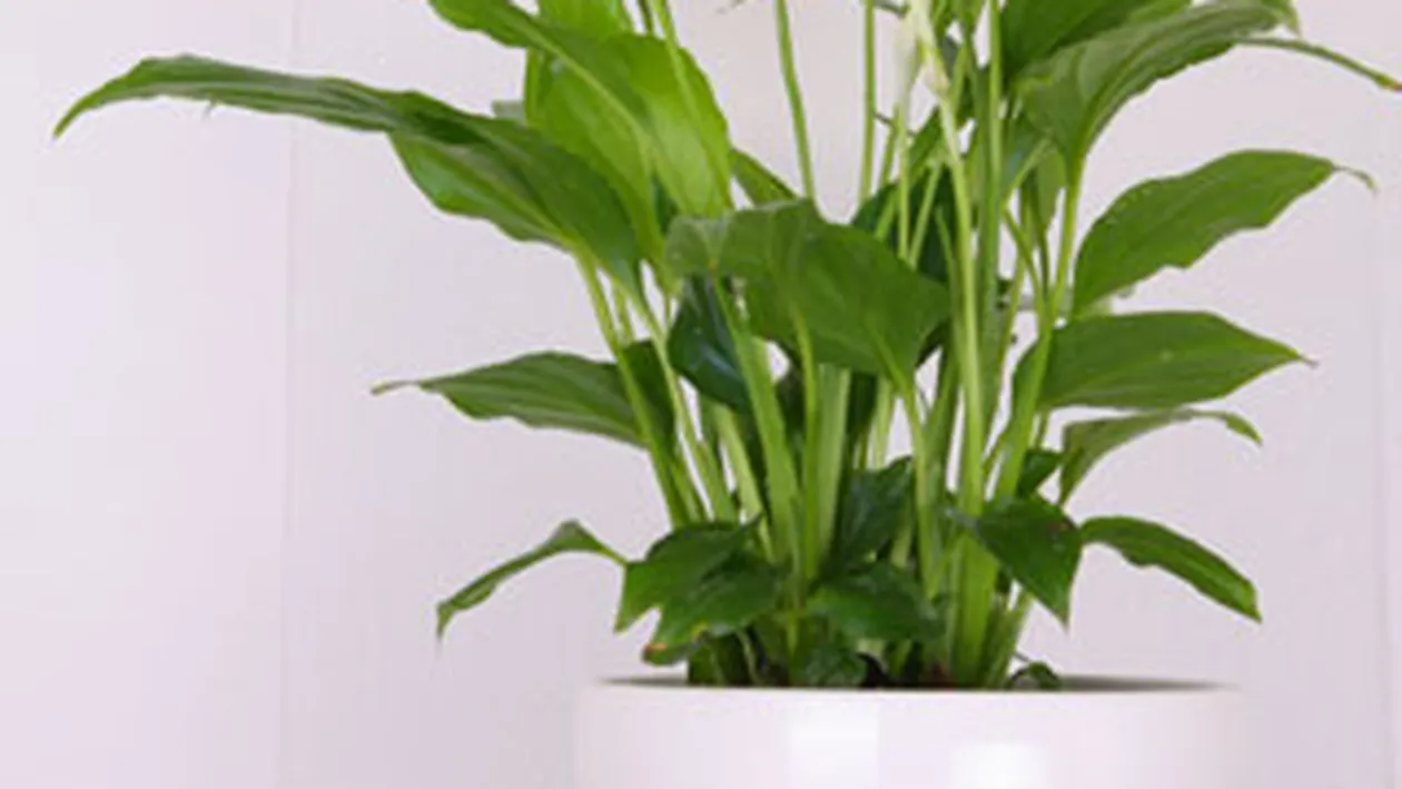 Plante de apartament pot fi  otravitoare