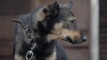 Localitatea din România unde nu se mai află niciun câine în lanț. Proiectul s-ar putea extinde