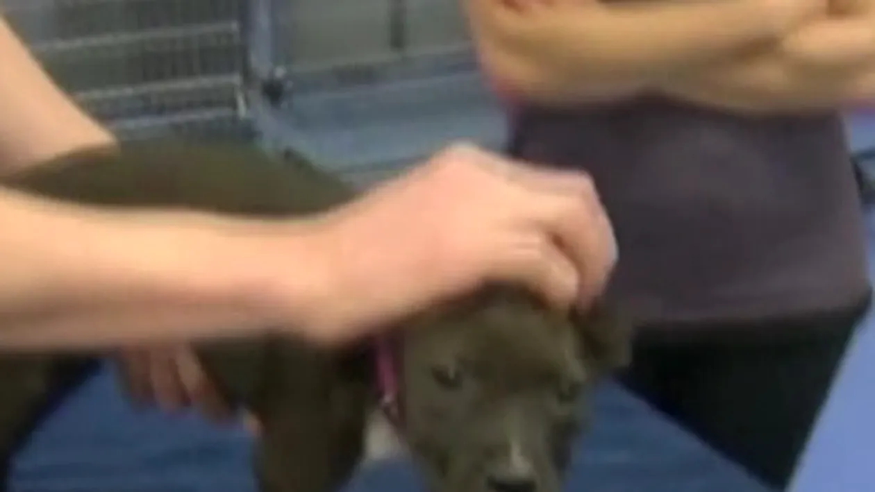 O perfuzie cu vodcă i-a salvat viaţa unei căţeluşe din Australia! A ajuns la veterinar în stare gravă!