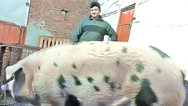 BLESTEMUL porcului! Ce a patit un barbat din Slobozia chiar inainte sa sacrifice animalul