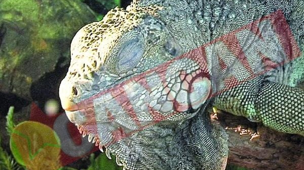 Expozitie de reptile vii