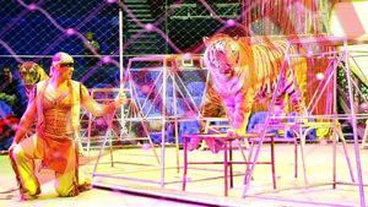 Tigrul Franco a bagat spaima in dresori