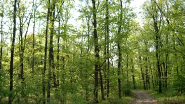 S-a impuscat singur, din greseala, cu o arma gasita in padure