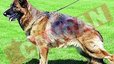 Ciobanesc german de 100.000 de euro