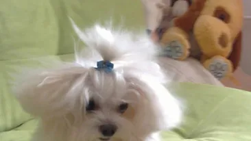 Catelul Silviei de la Vegas e mare vedeta! Oxy va juca in reclame!