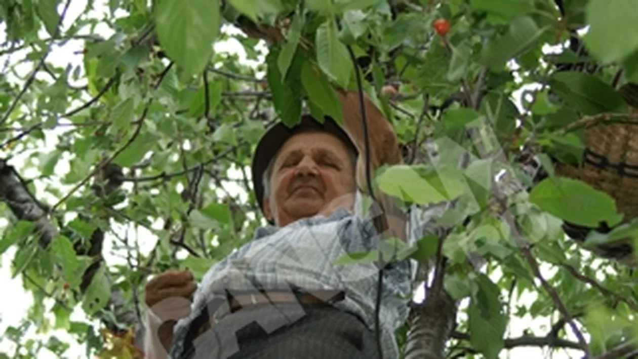 Un gorjean octogenar se urca in copaci dupa cirese