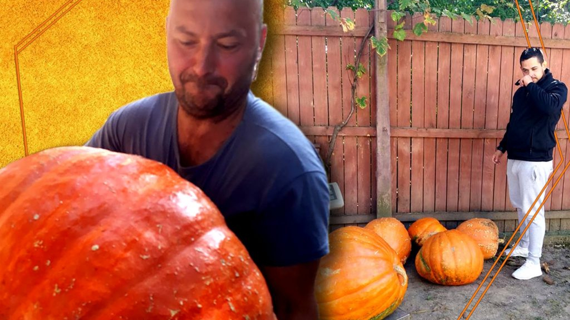 Un fermier din Vâlcea cultivă ”dovleci-giganți”! N-ai mai văzut asemenea imagini…