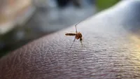 Un pacient de 88 de ani a murit după ce a fost infectat cu West Nile. Este primul deces în România din 2024