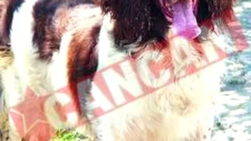 Politia de Frontiera are caini in valoare de 30 de miliarde de lei vechi