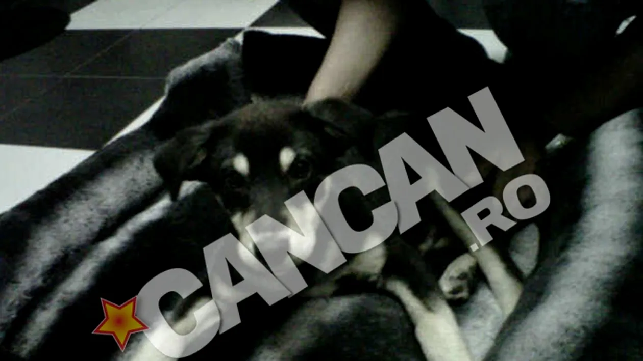 Zavo nu face economie cand vine vorba despre copiii ei. A cheltuit 1.200 de euro pe doua canapelute din blana de chinchilla pentru Marty sI maidanezul Tyson