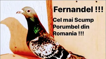 Fernando de la Caransebeș a făcut-o și pe asta! A scos imnul porumbeilor și e uluitor cum îl interpretează! VIDEO