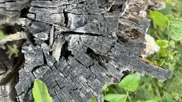 Iluzie optică virală | Ai un IQ peste 140 dacă poți găsi păianjenul ascuns în această poză