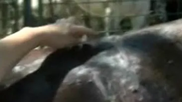 VIDEO De suparare i-a injunghiat calul!Injurat ca nu a vrut sa ii dea pe datorie, un carciumar s-a razbunat pe calul consateanului!